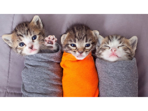 Cute Kittens