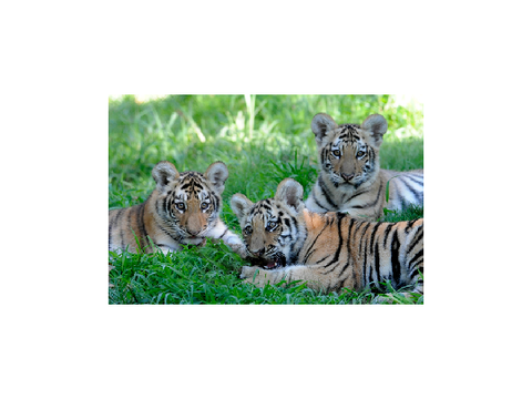 Cute Tigers