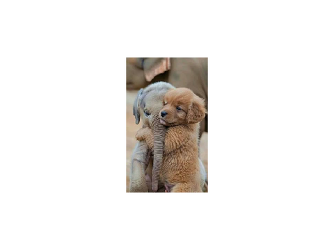 Aww What a Hug