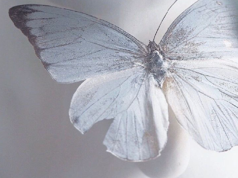 ʚଓ fluttering jrp project ´ˎ˗