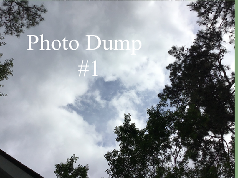 Photo Dump #1