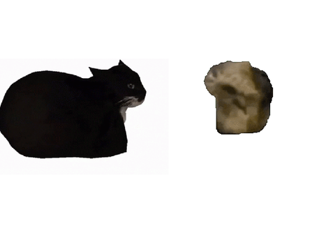 maxwell cat x oiiaiooiiiai cat(旋轉貓)