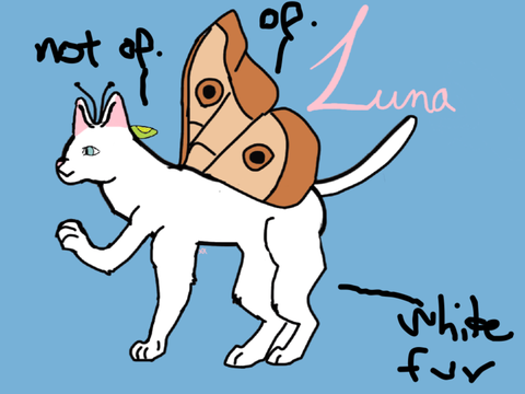 Luna the Moth-Cat hybrid :3