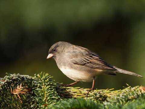 " mother, is it time for me to take flight? " .. a junco srp
