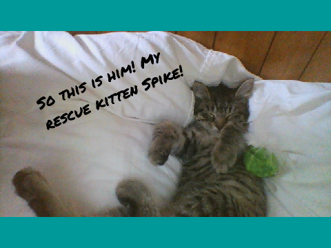 MY NEW KITTEN: Spike