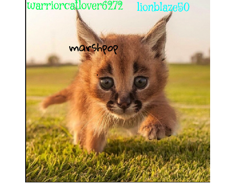 Sign here if you're against Caracal hunting! remix-2 remix