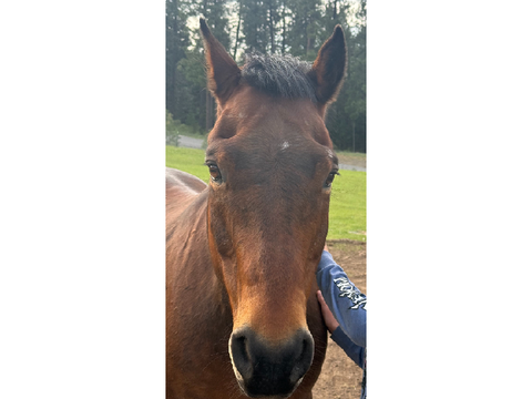 My horse Brody