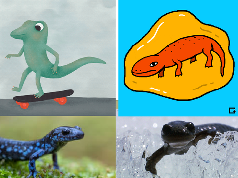 Salamander (spicy gecko)