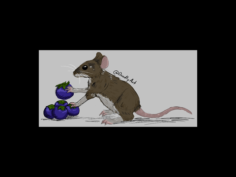 ◈ Mouse Doodle ◈
