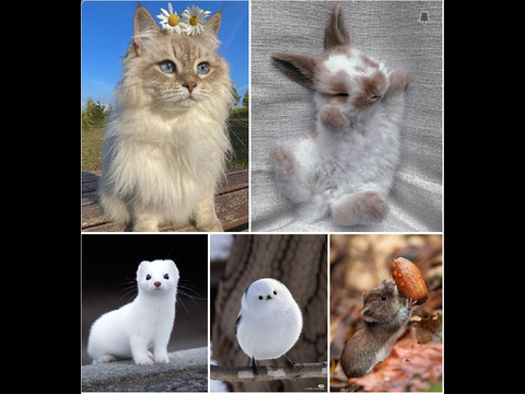 ◈ Cute Animal Doodles ◈