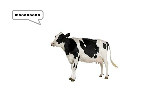 moo cow