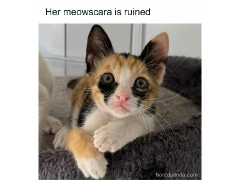 Meow memes