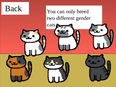 adopt a cat 