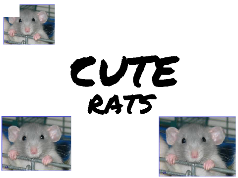 13 cute rats