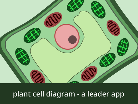 (horror yippeee) plant cell diagram  ᭄᭡ ͏  nini's (co)leader application swc july '25