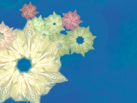 Coral Polyps