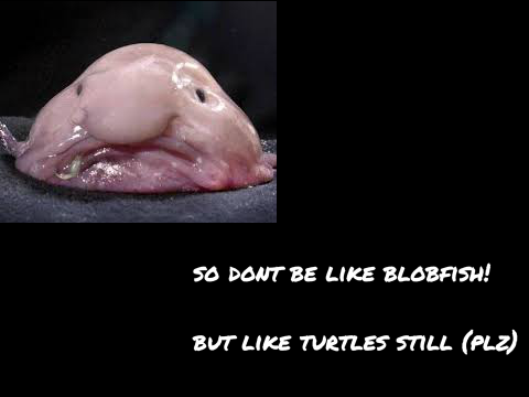 how blobfish ruined turtles...