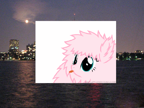 carzy pony contest