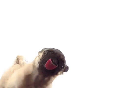 Dog Licks Screen!