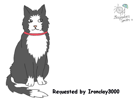 Request- black and white cat