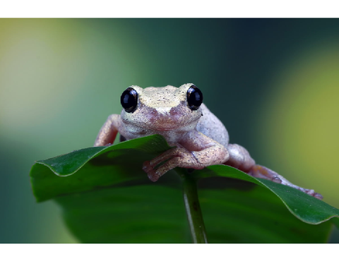 ~Cute lil frog boi~