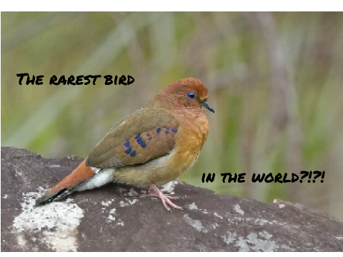 The rarest bird in the world?!?!