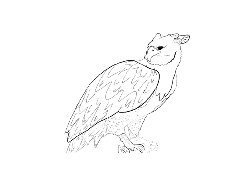 Bird Sketch - Harpy Owl :3