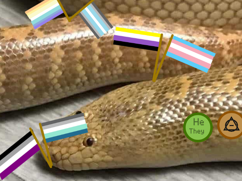 My Pride Snake! 
