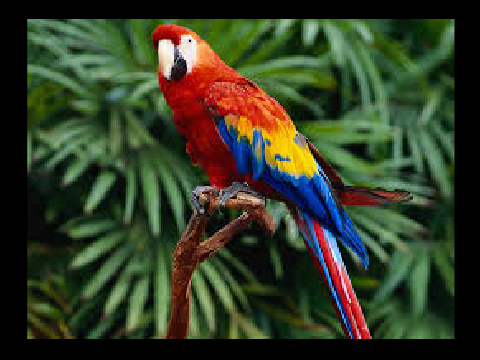 The heavy metal bird!