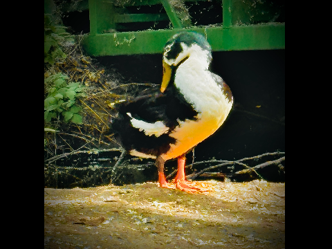 Ducks! <3