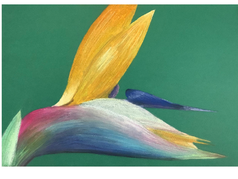 Bird of paradise
