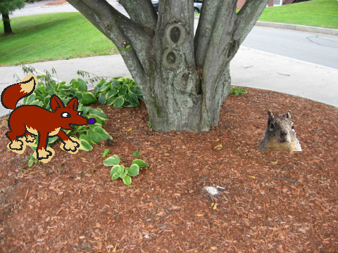 Fox Eating The Squirrel (what i saw)