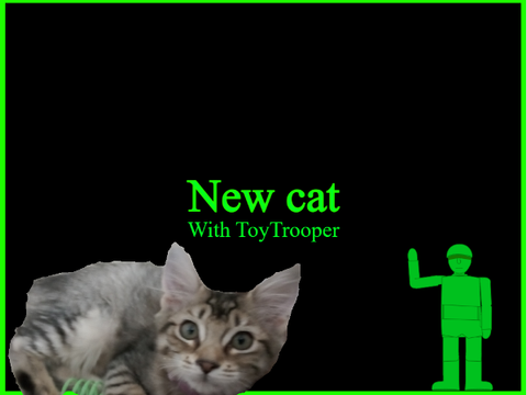 New cat.