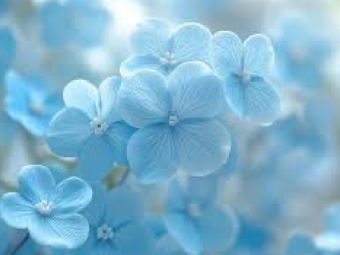 010. THE TALKING FLOWERS BECKON - finding project