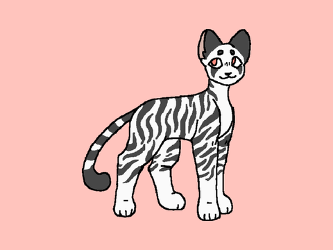 ✧ Zebra