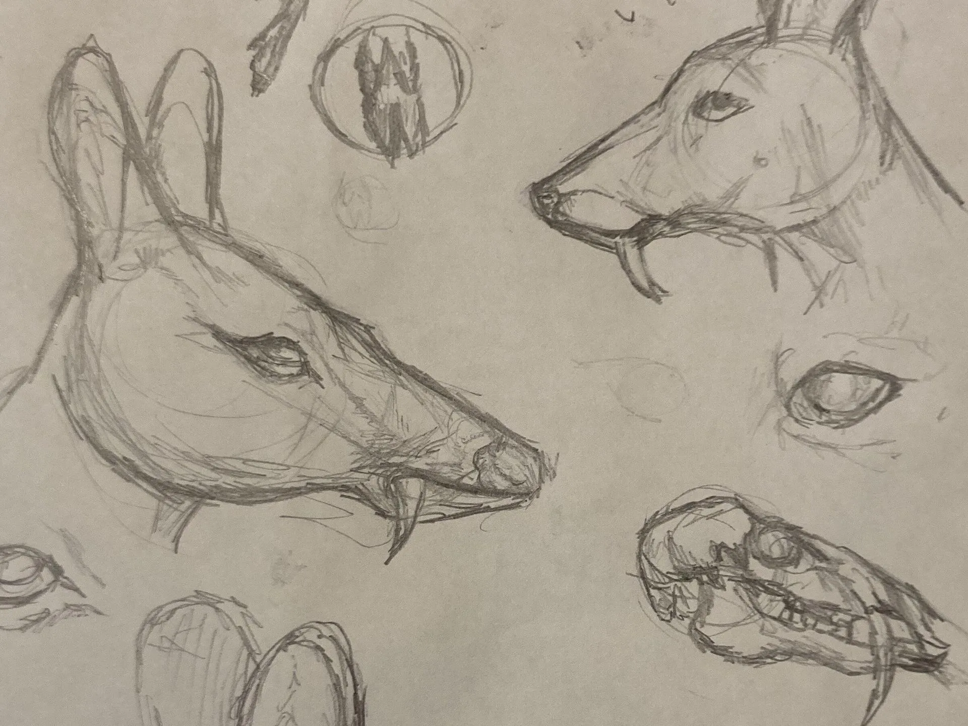 epik water / musk deer