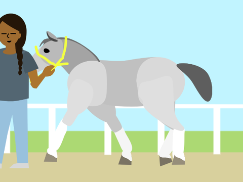 Horse Walking Animation remix
