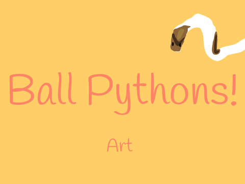 Ball Pythons!