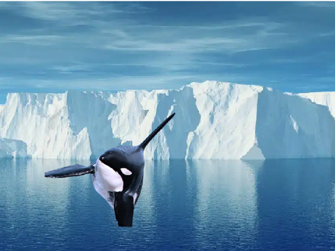 la penguin et la orac