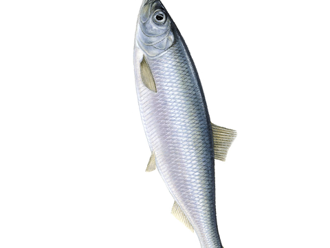 Hering 