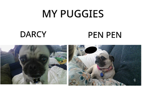 My Pugs