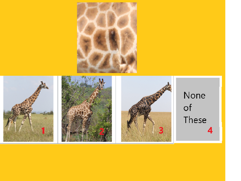 Animal ID - Giraffe Edition