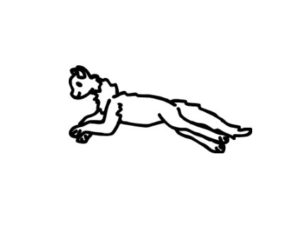 Cat run 