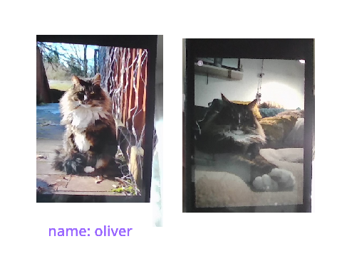 MISSING CAT! !IRL! REMIX THIS! remix remix remix remix