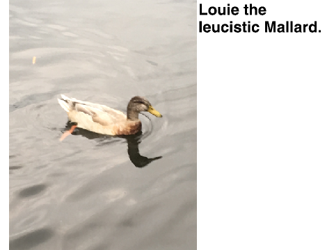 My Ducks!