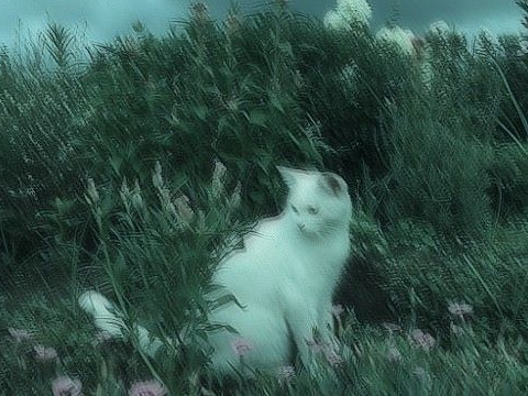 ⋆.˚✮ ✮˚.⋆