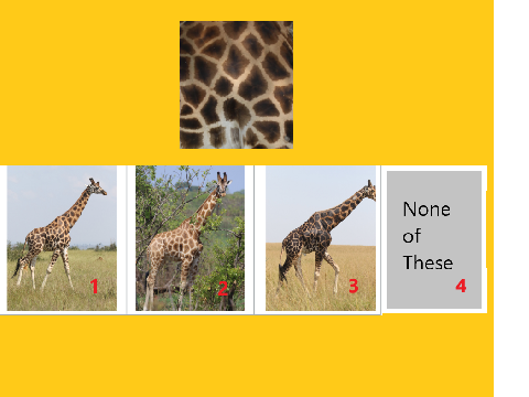 Animal Identification- Giraffe Edition