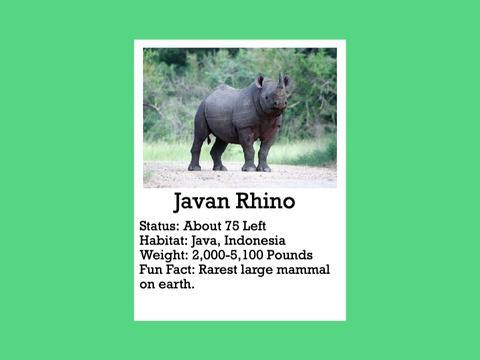 Animal Fact Card Randomizer