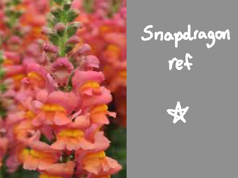 ❥ snapdragon ref