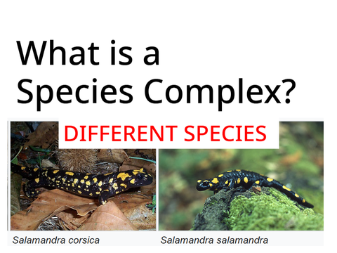 What is a Species Complex?